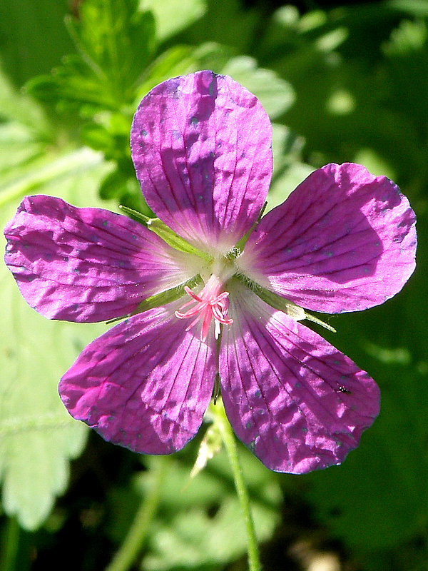 pakost krvavý Geranium sanguineum L.