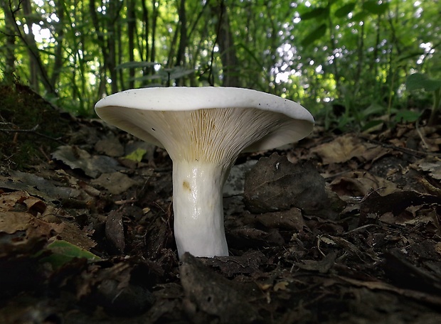 rýdzik korenistý Lactarius piperatus (L.) Pers.