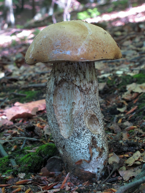 kozák žltooranžový Leccinum versipelle (Fr. & Hök) Snell