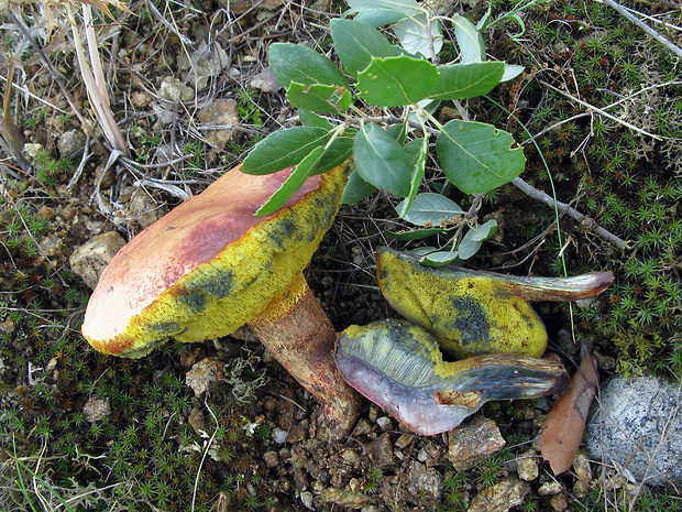 suchohríb Pulchroboletus roseoalbidus (Alessio & Littini) Gelardi, Vizzini & Simonini