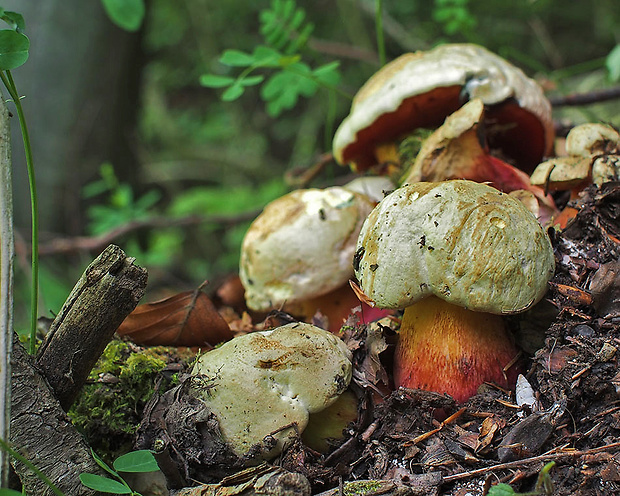 hríb satanský Rubroboletus satanas f. satanas (Lenz) Kuan Zhao & Zhu L. Yang