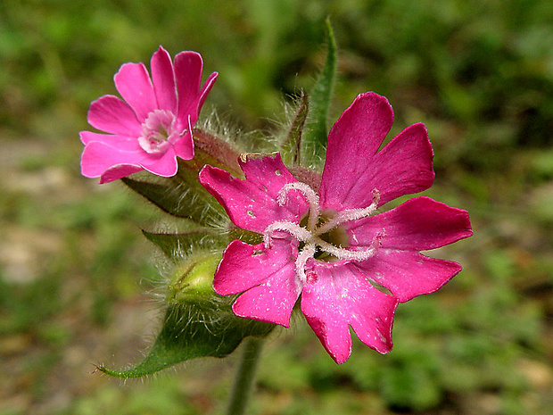 silenka červená Silene dioica (L.) Clairv.