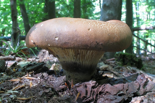 čechračka tmavohlúbiková Tapinella atrotomentosa (Batsch) Šutara