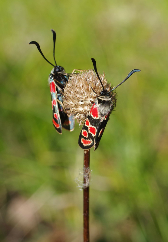 vretienka vičencová Zygaena carniolica