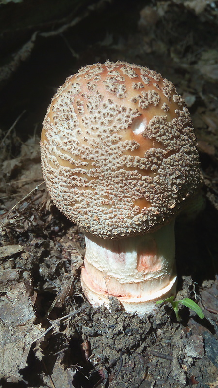 muchotrávka červenkastá Amanita rubescens Pers.