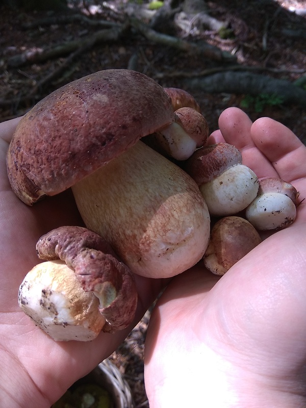 hríb dubový Boletus reticulatus Schaeff.