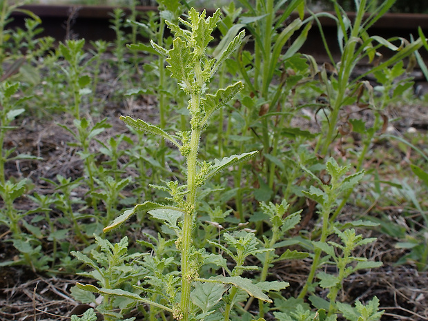 mrlík nízky Chenopodium pumilio R. Br.