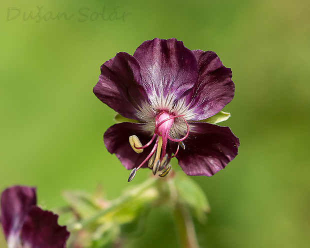 pakost hnedočervený Geranium phaeum L.