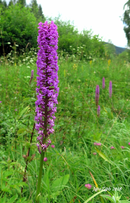 päťprstnica hustokvetá Gymnadenia densiflora (Wahlenb.) A. Dietr.