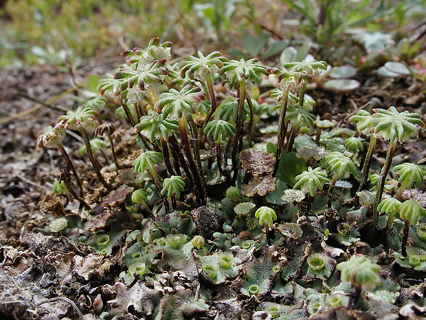 porastnica Marchantia polymorpha subsp. ruderalis Bisch. et Boisselier