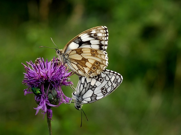 očkáň timotejkový (sk) / okáč bojínkový (cz) Melanargia galathea Linnaeus, 1758