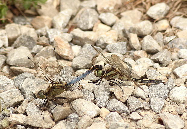 vážka rybničná Orthetrum cancellatum