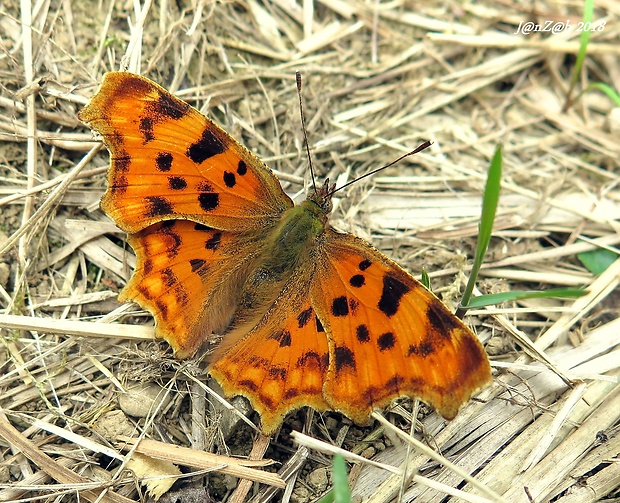 babôčka zubatokrídla Polygonia c-album  (Linnaeus, 1758)