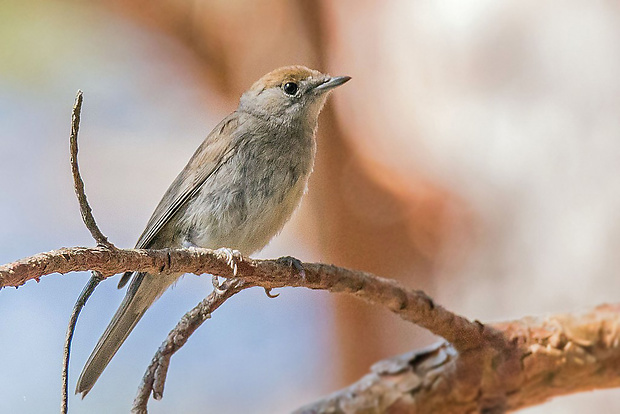 penica čiernohlavá Sylvia atricapilla