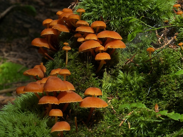 tanečnička zvončekovitá Xeromphalina campanella (Batsch) Maire