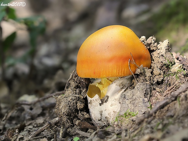 muchotrávka cisárska Amanita caesarea (Scop.) Pers.