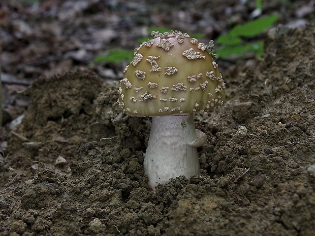 muchotrávka červenkastá Amanita rubescens Pers.