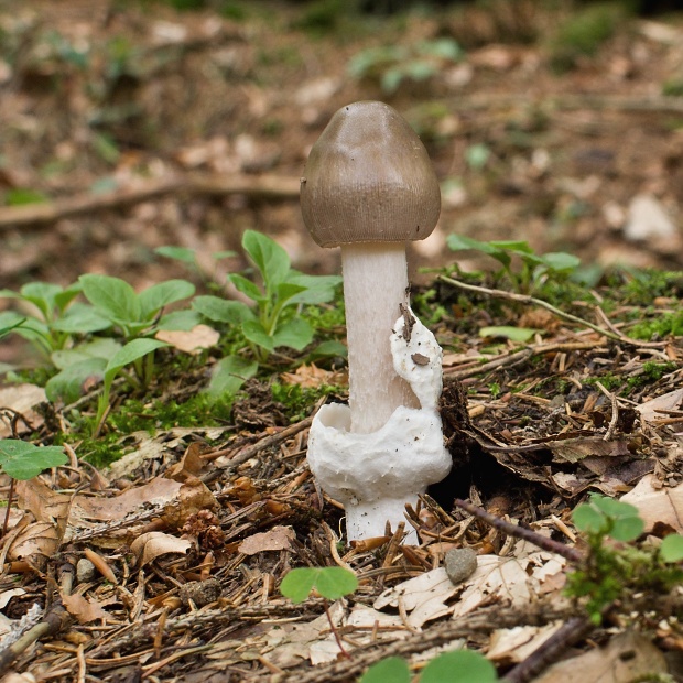 muchotrávka pošvatá Amanita vaginata (Bull.) Lam.