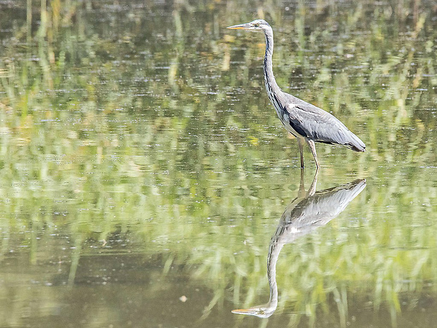 volavka popolavá  Ardea cinerea