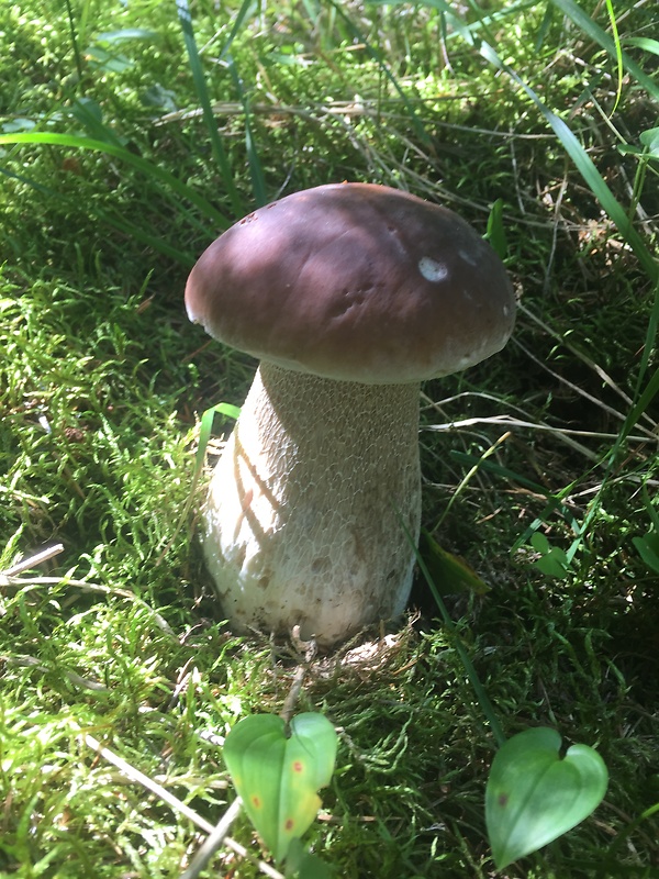 hríb smrekový Boletus edulis Bull.