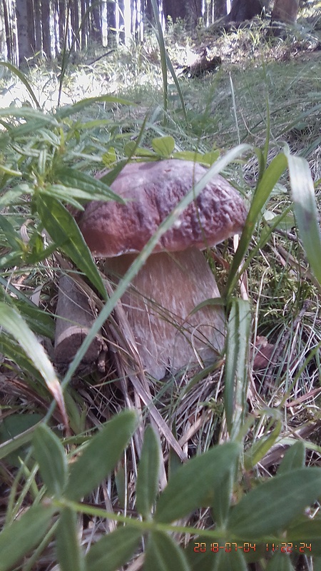 hríb smrekový Boletus edulis Bull.