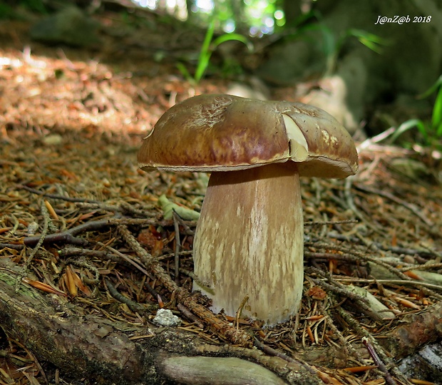 hríb smrekový Boletus edulis Bull.