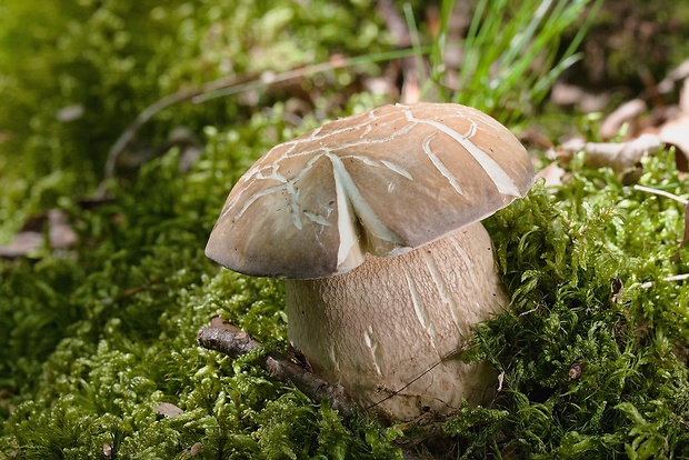 hríb dubový Boletus reticulatus Schaeff.