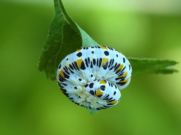 kyjačka Cimbex quadrimaculatus