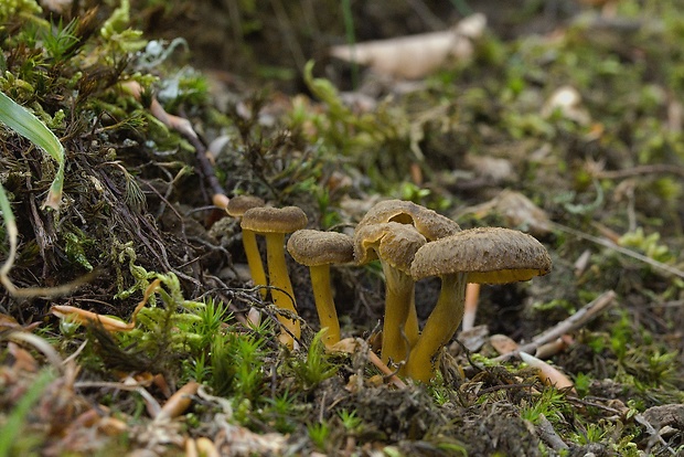 kuriatko lievikovité Craterellus tubaeformis (Fr.) Quél.