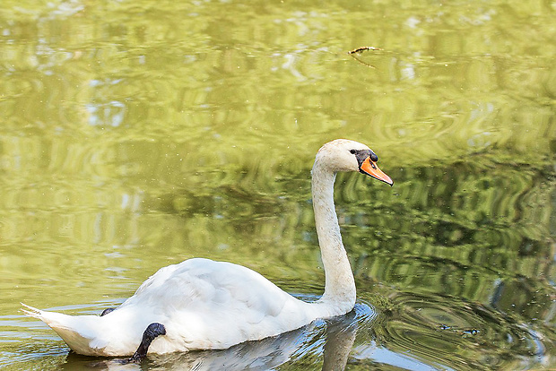 labuť hrubozobá  Cygnus olor