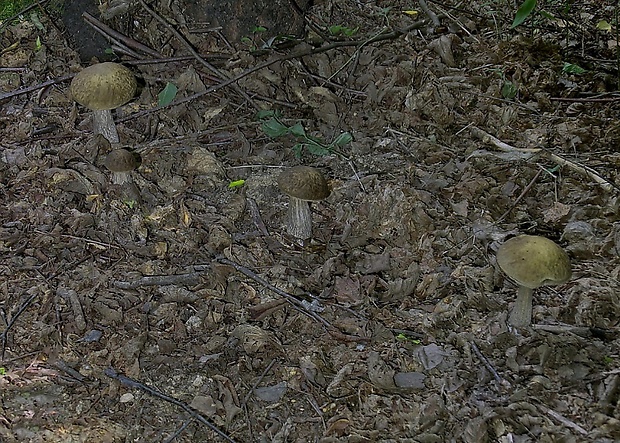 kozák hrabový Leccinum pseudoscabrum (Kallenb.) Šutara