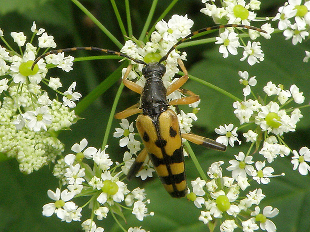 fuzáč škvrnitý Leptura maculata  Poda, 1761