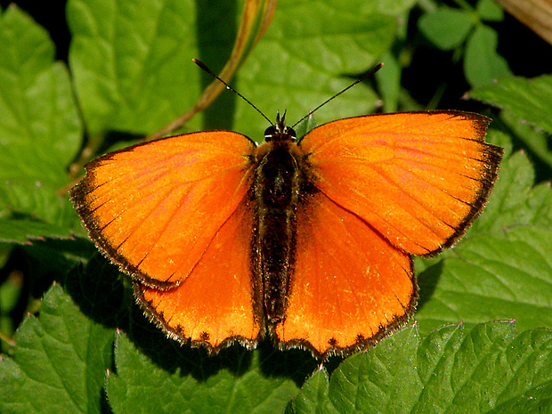 ohniváčik zlatobyľový (samček) Lycaena virgaureae  Linnaeus, 1758