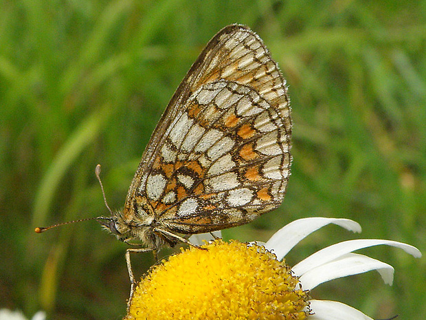 hnedáčik skorocelový Melitaea athalia Rottemburg, 1775