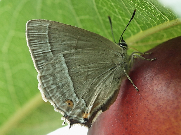 osrôžkar dubový Neozephyrus quercus