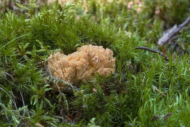 strapačka Ramaria sp.