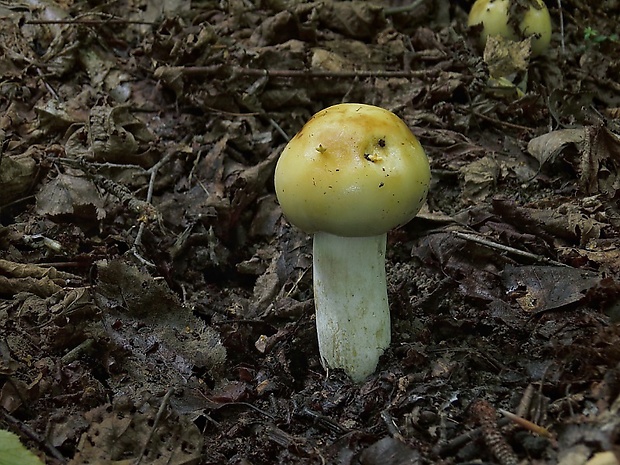 plávka smradľavá Russula foetens Pers.