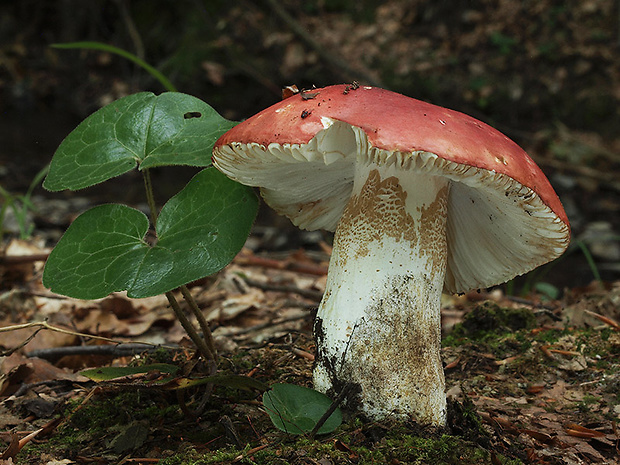 plávka haringová Russula graveolens Romell