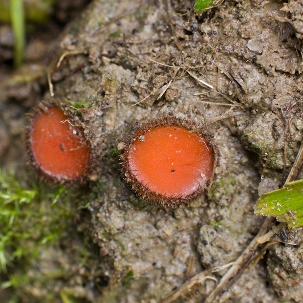 štítovnička Scutellinia sp.