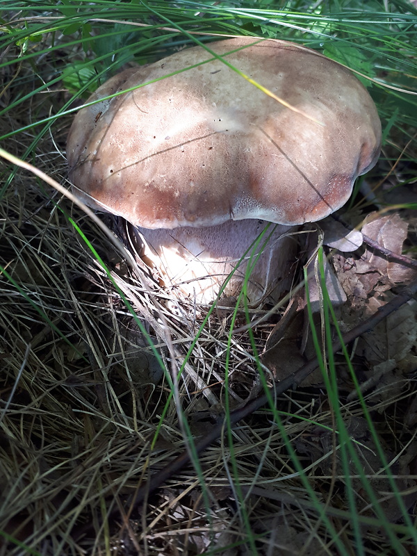 hríb dubový Boletus reticulatus Schaeff.