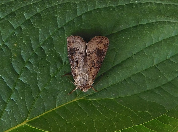 siatica kôrošedá   /   osenice korobarvá ♂ Agrotis clavis