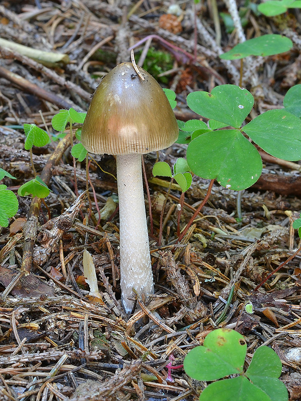 muchotrávka plavohnedá Amanita fulva Fr.