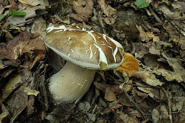 hríb bronzový Boletus aereus Bull. ex Fr.