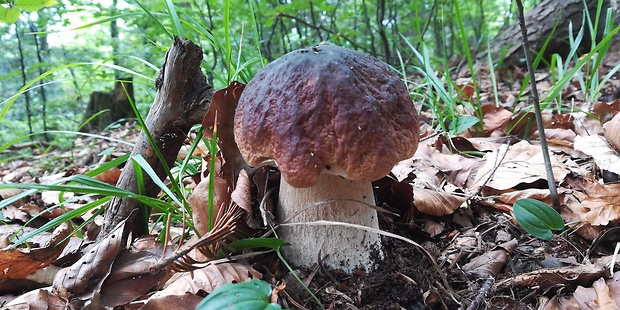 hríb smrekový Boletus edulis Bull.