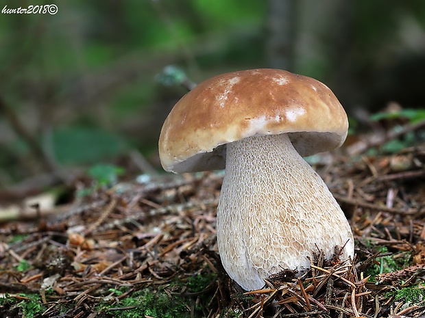 hríb smrekový Boletus edulis Bull.