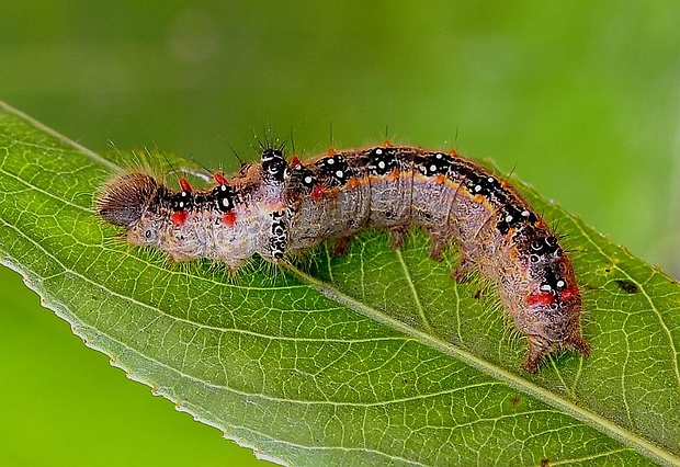 chochlatka lindová Clostera anastomosis