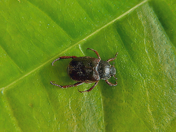 chroustek Hoplia philanthus Füssli, 1775