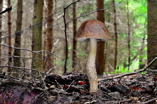 kozák brezový Leccinum scabrum (Bull.) Gray