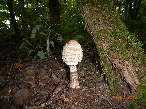 bedľa vysoká Macrolepiota procera (Scop.) Singer