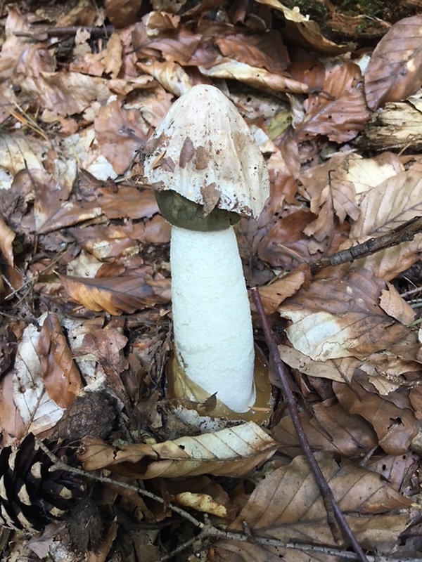 hadovka smradľavá Phallus impudicus L.